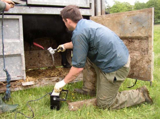 Collecting semen using an electroejaculator