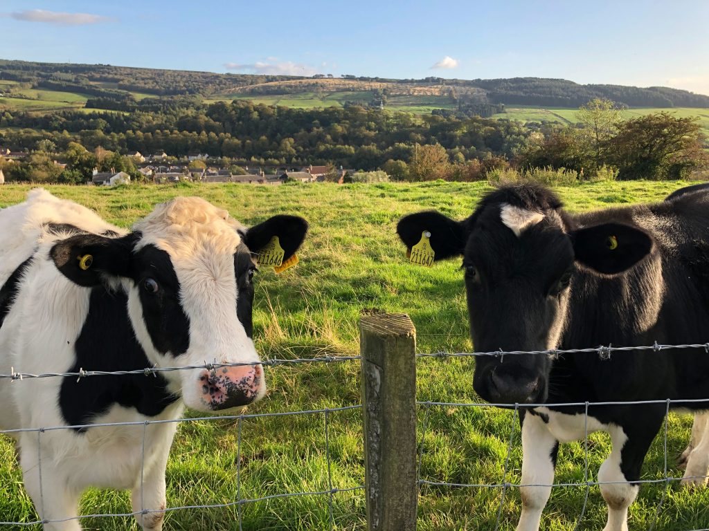 white and black cow on green grass field during daytime