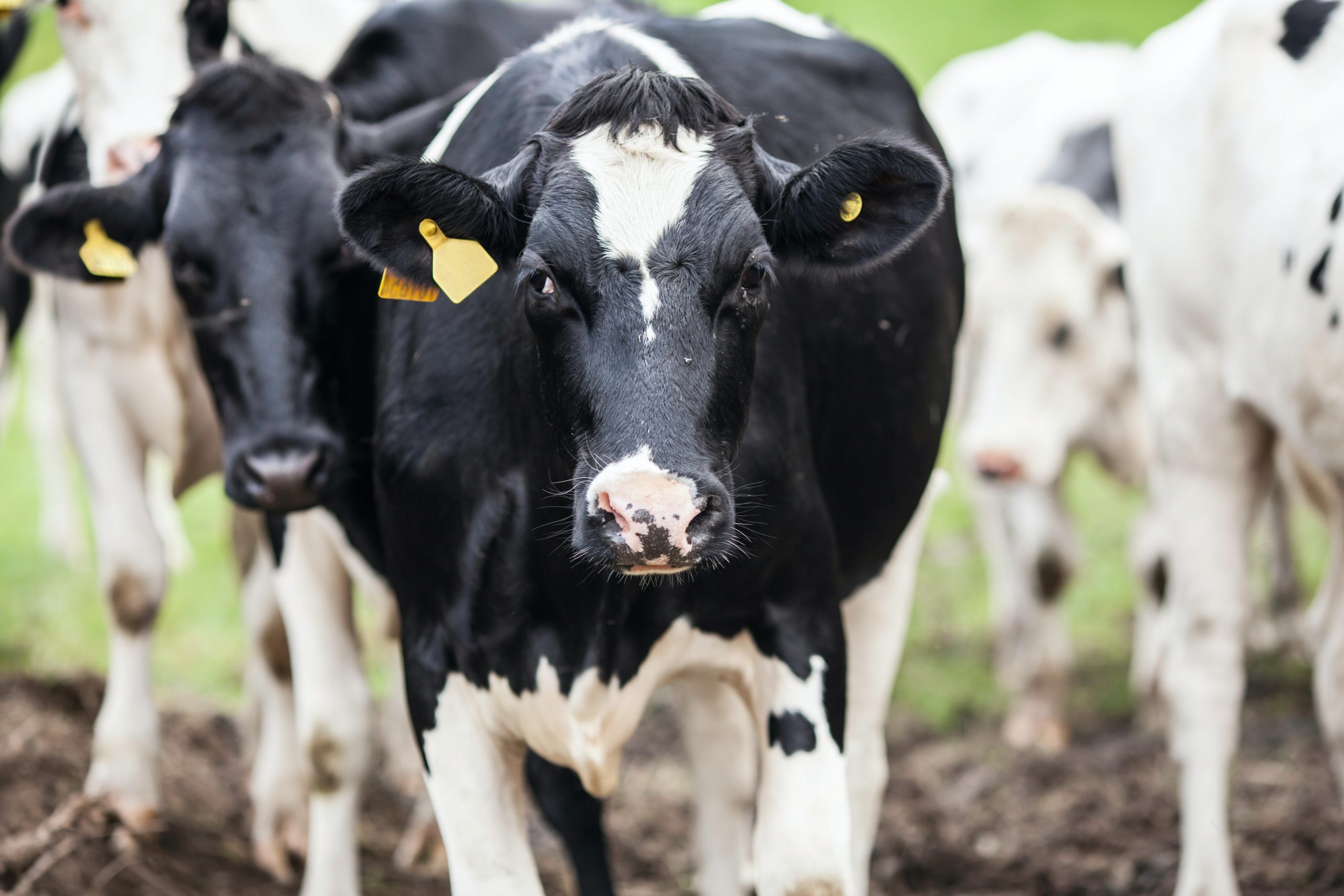 Ketosis In Dairy Cows TLP ketosis-in-dairy-cows-tlp