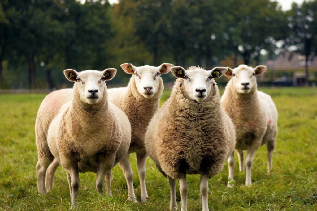 four lambs on ground