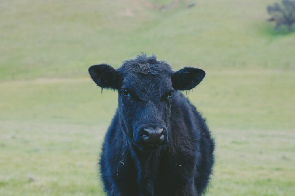 closeup photo of black cow calf