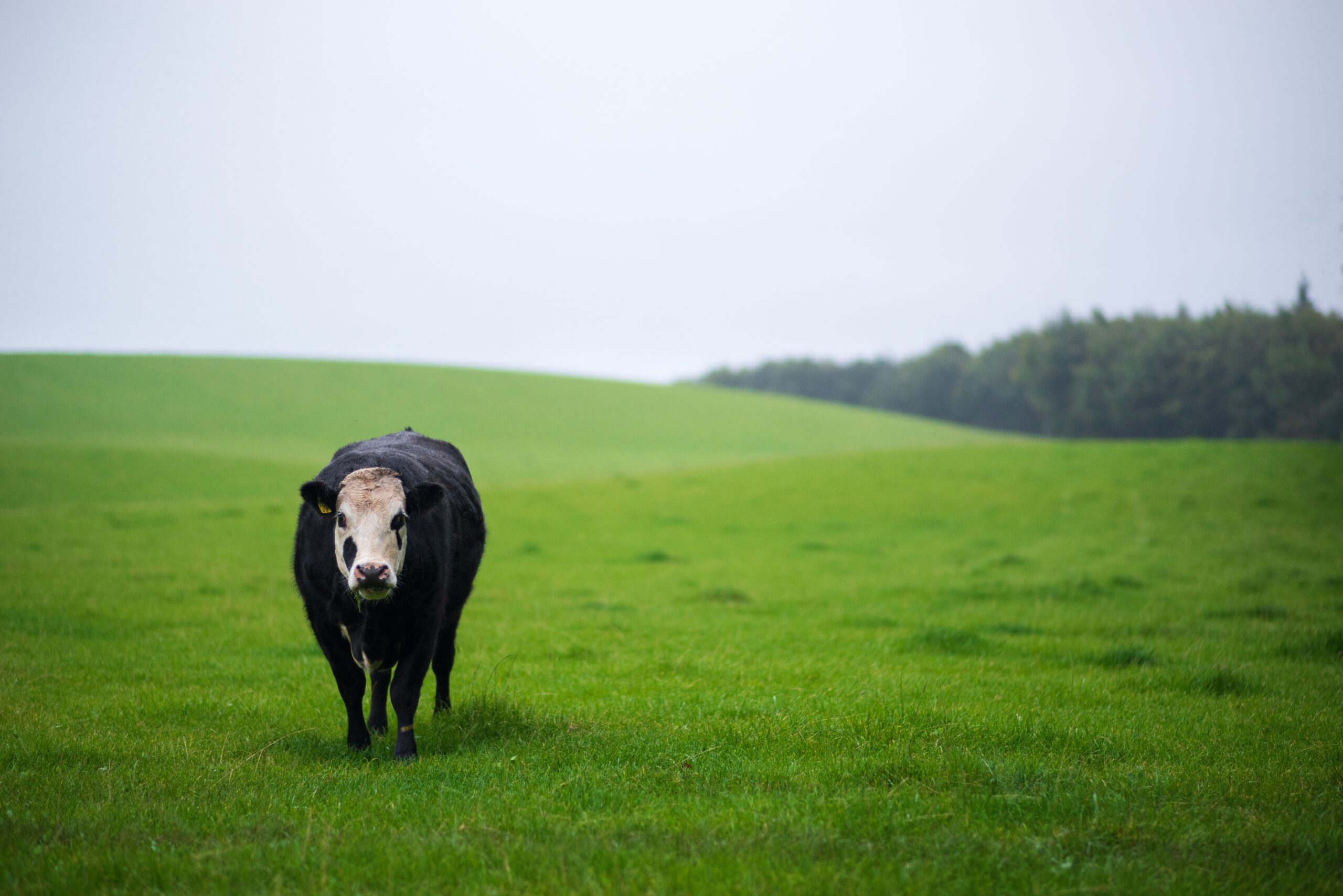 Cow With Down Syndrome