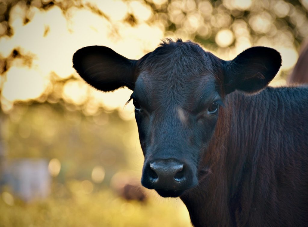 black cow in close up photography during daytime